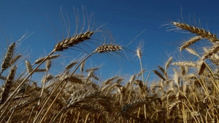 The drop in wheat output is attributed to the heatwave between March and June that hit the crop in the northern states of Punjab and Haryana. (File/Reuters)