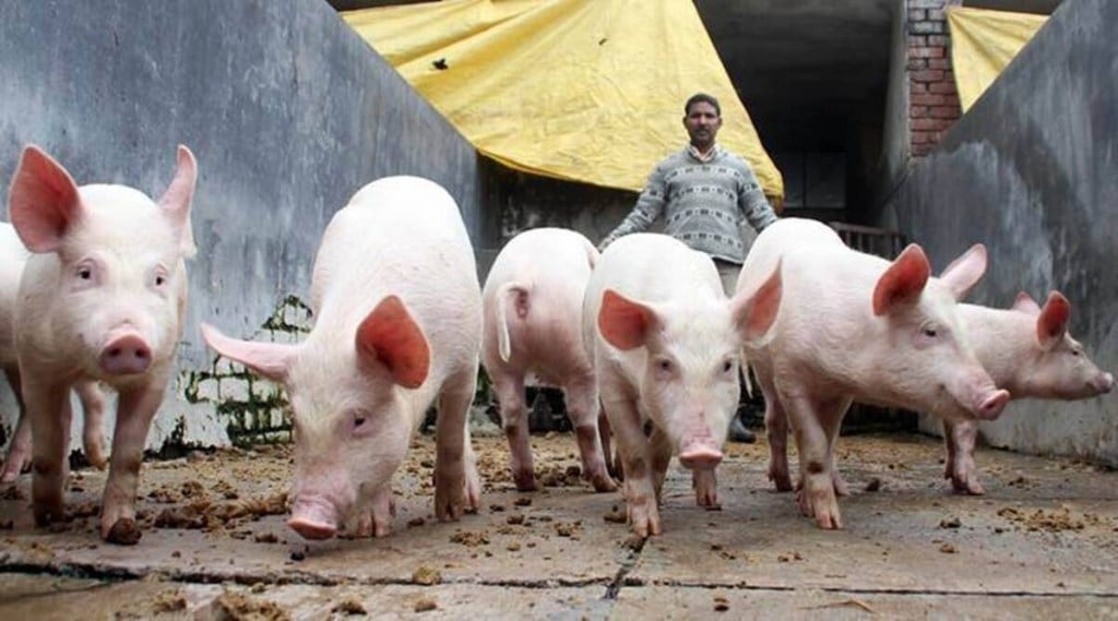 african swine fever photo