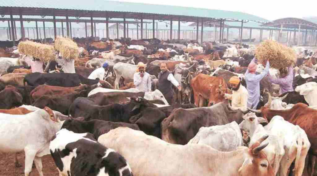 Lumpy skin disease is a contagious viral disease that affects cattle.