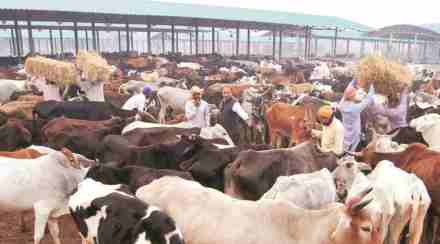 Lumpy skin disease is a contagious viral disease that affects cattle. Lumpy skin disease is a contagious viral disease that affects cattle.