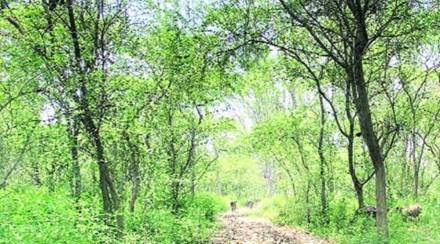 forest cover