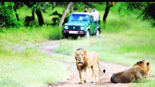 lucknow night safari