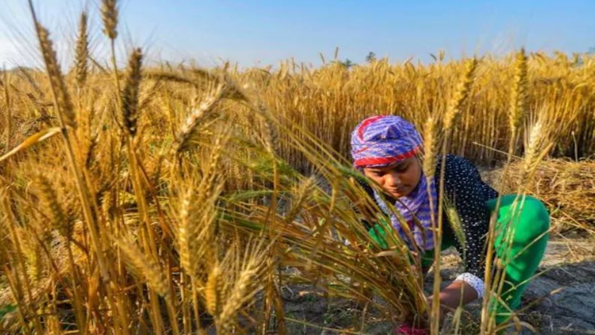 Grain output hits record in 2021-22, despite a drop in wheat harvest ...