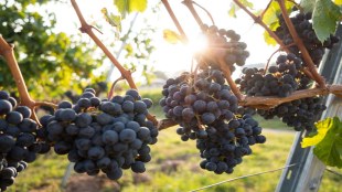 grapes, grapes health benefits, health benefits fruits, grapes study, lifestyle story
