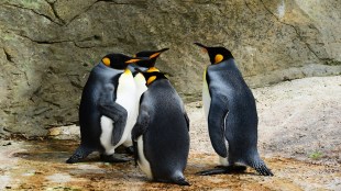 king-penguins-384252