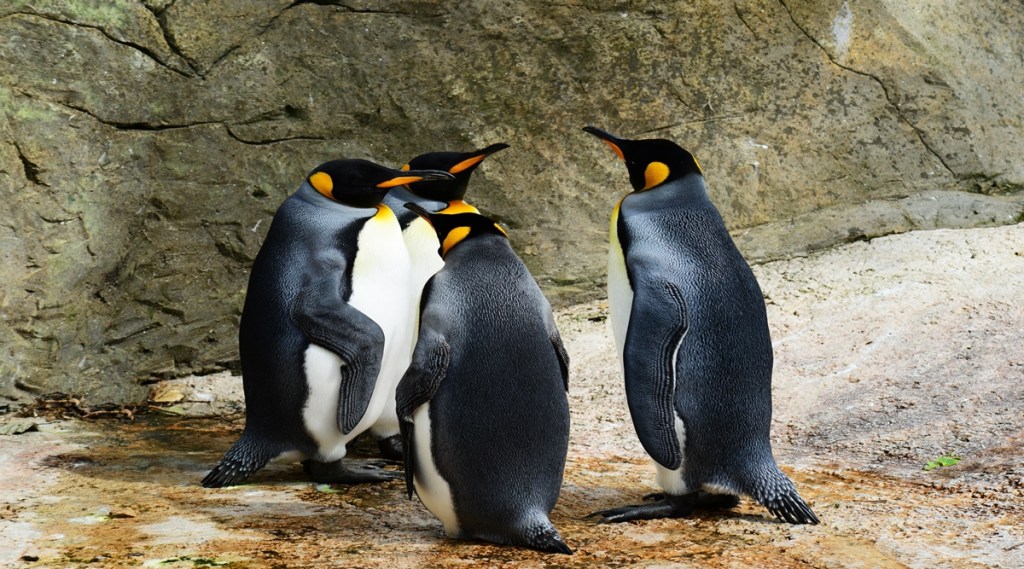 king-penguins-384252