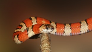 Snakebites, Snakebite in India, Indian Institute of Science, Bharat Serum and Vaccines, health news, pharma news,