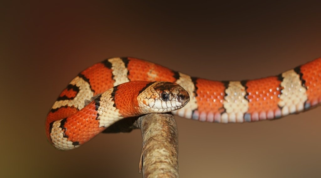 Snakebites, Snakebite in India, Indian Institute of Science, Bharat Serum and Vaccines, health news, pharma news,