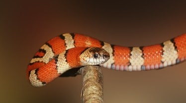 Snakebites, Snakebite in India, Indian Institute of Science, Bharat Serum and Vaccines, health news, pharma news,