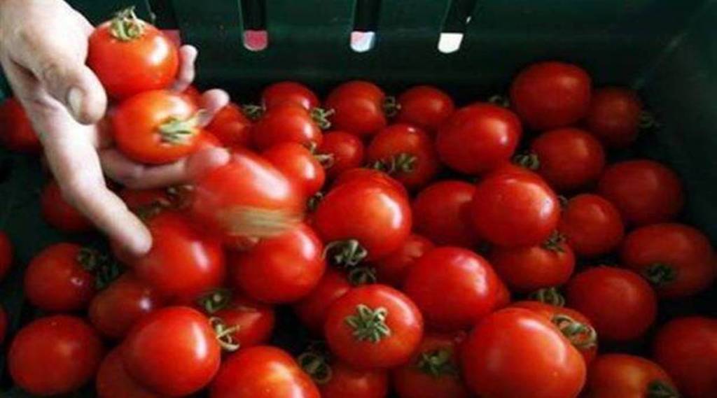 mandi price of tomato