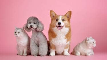 International Dog Day, Travelling with pets, Aamir Islam, Carry My Pet, golden retrievers