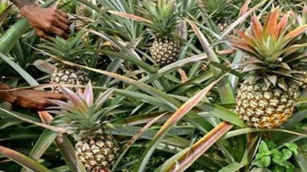 Around 320 families of Sialhawk, who cultivated pineapples, have harvested about 5,000 quintals of pineapples this year. Around 320 families of Sialhawk, who cultivated pineapples, have harvested about 5,000 quintals of pineapples this year.