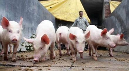 swine flu maharashtra