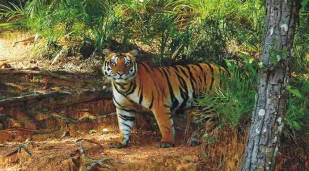 The various zoos across the country are participating in the ongoing celebrations of the Prime Minister of India's “Azadi Ka Amrit Mahotsav” program.