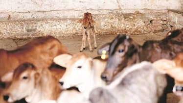 sex-sorting tech, animal count, NDDB Dairy Services, ST Genetics India
