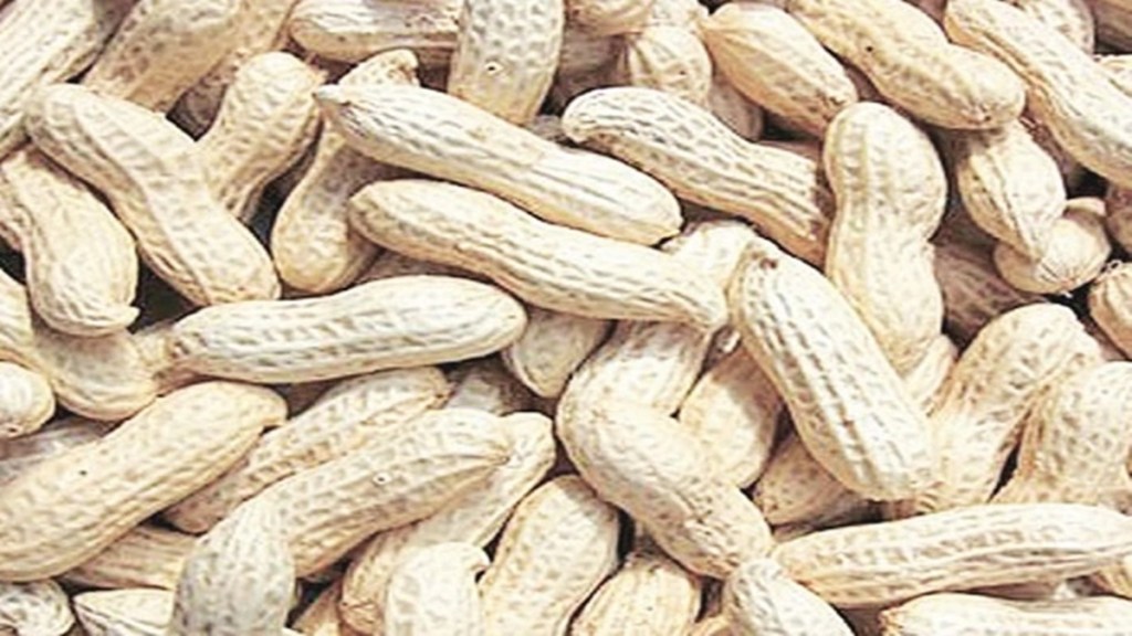 groundnut, groundnut sowing, kharif sowing of groundnut