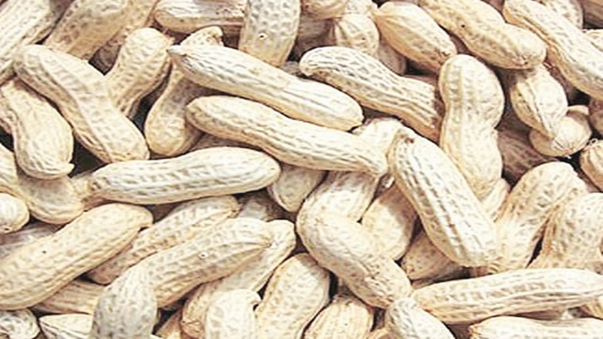groundnut, groundnut sowing, kharif sowing of groundnut