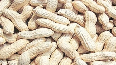 groundnut, groundnut sowing, kharif sowing of groundnut