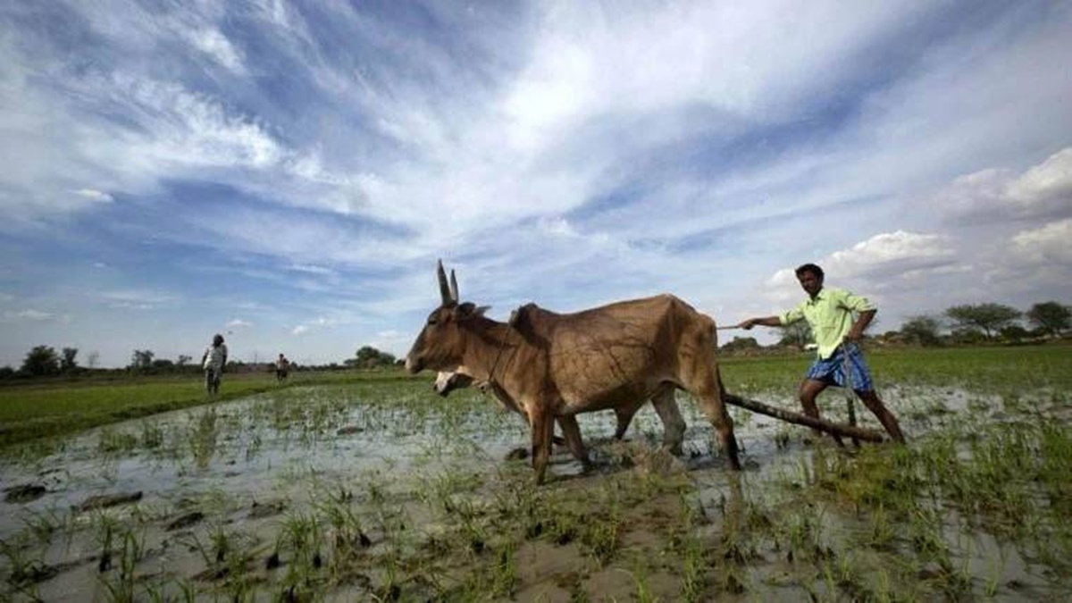 Due to prevailing higher prices of castor seeds, farmers have opted for castor crop over groundnut in Gujarat and Rajasthan – the two major castor seed producing states, said Atul Chaturvedi, president of SEAI. (Representative image/ File photo) Due to prevailing higher prices of castor seeds, farmers have opted for castor crop over groundnut in Gujarat and Rajasthan – the two major castor seed producing states, said Atul Chaturvedi, president of SEAI. (Representative image/ File photo)