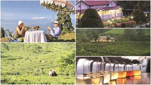 tea travel, tea tourism, tea planter, darjeeling tea,