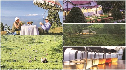 tea travel, tea tourism, tea planter, darjeeling tea,