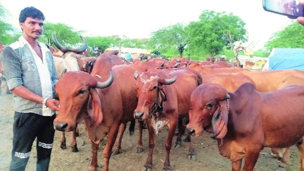2,171 cattle found infected with Lumpy skin disease in MP