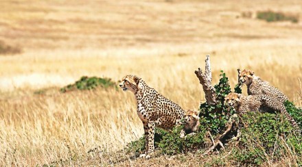 Cheetahs, Cheetahs news, Cheetahs latest, Cheetahs in India, Cheetahs south Africa