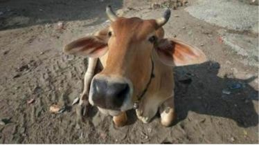 Chhattisgarh govt to launch mobile veterinary units to provide medical aid to livestock