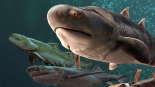 fish, fossils, jaws, china, study, science news, vertebrate