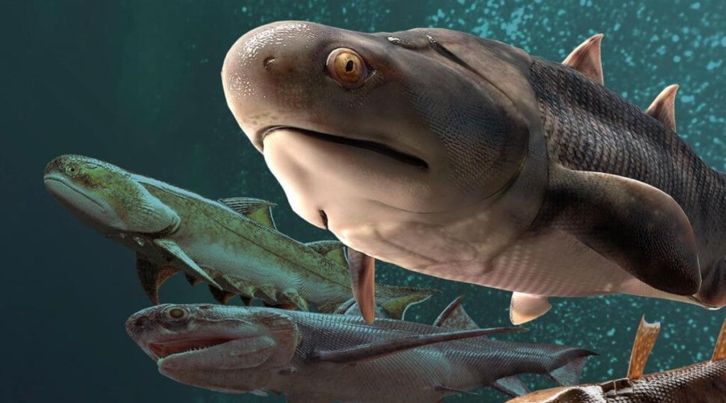 fish, fossils, jaws, china, study, science news, vertebrate