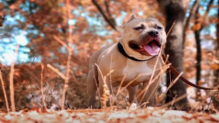 Pitbull dog