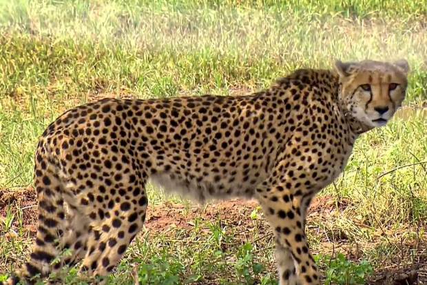 The cats emerged from their cage, tentatively at first while continuously scanning their new surroundings. (PTI Photo)