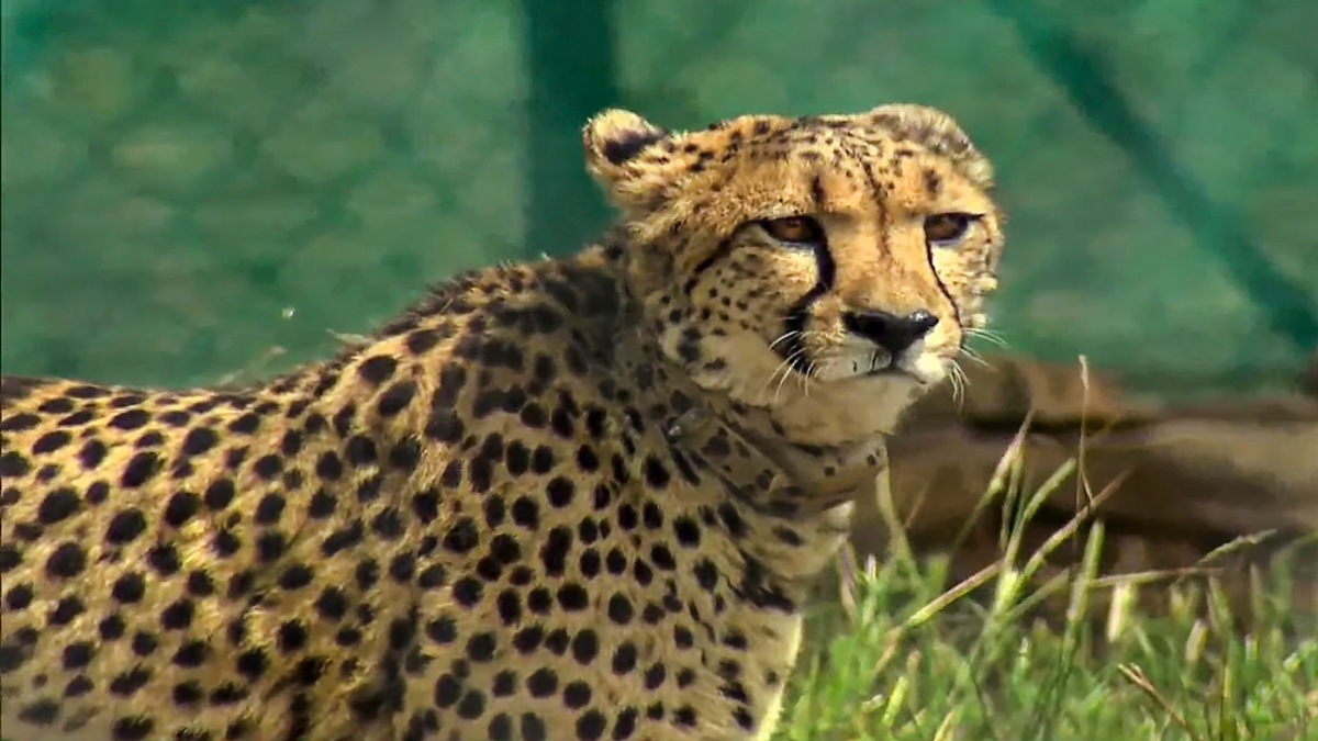 Cheetahs, India, Modi