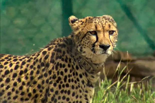 Three of the eight cheetahs brought from Namibia were released as part of a programme to reintroduce the feline in India, seven decades after it was declared extinct in the country. (PTI Photo)