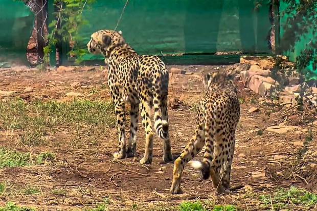 Cheetahs were once widespread in India and became extinct in 1952 from hunting and loss of habitat. (PTI Photo)