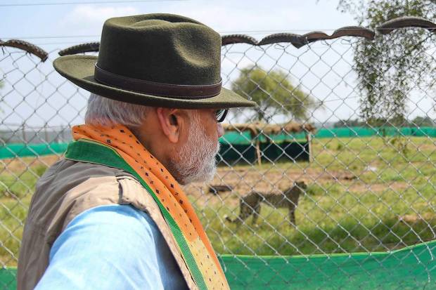 Prime Minister Narendra Modi after releasing cheetahs inside a special enclosure of the Kuno National Park in Madhya Pradesh. (PTI Photo)