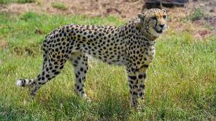 kuno national park, cheetah, leopard, cheetah in india, namibia, pm modi, narendra modi, modi, modi birthday, narendra modi birthday, kuno national park, cheetah