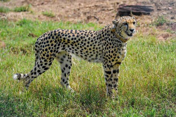 A cheetah after being released inside a special enclosure of the Kuno National Park in Madhya Pradesh. (PTI Photo)