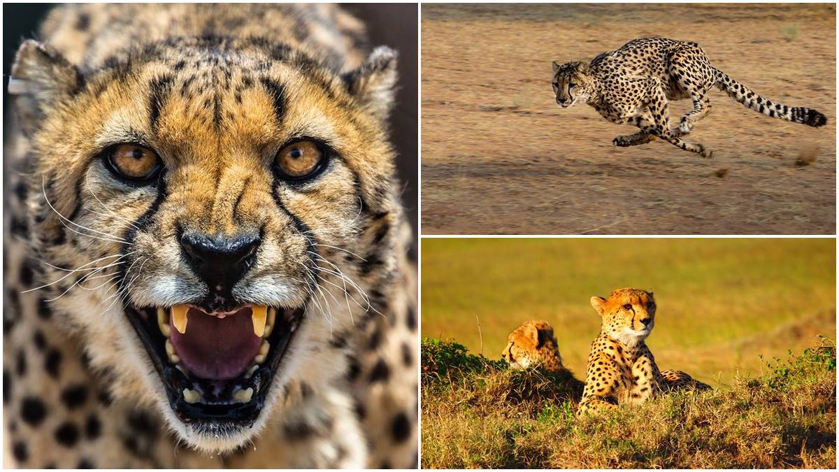 Cheetah, PM Narendra Modi Birthday, Kuno national Park, Project Cheetah in India