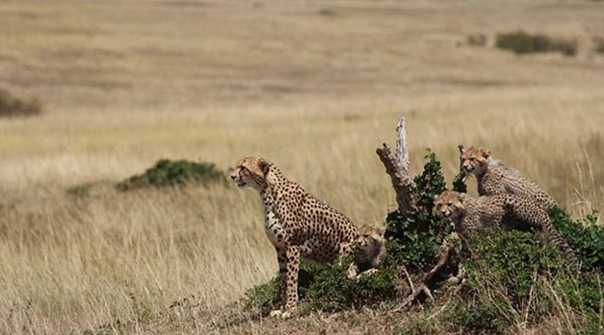 cheetah in Kuno National Par