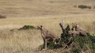 cheetah in Kuno National Par