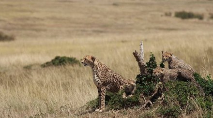 cheetah in Kuno National Par