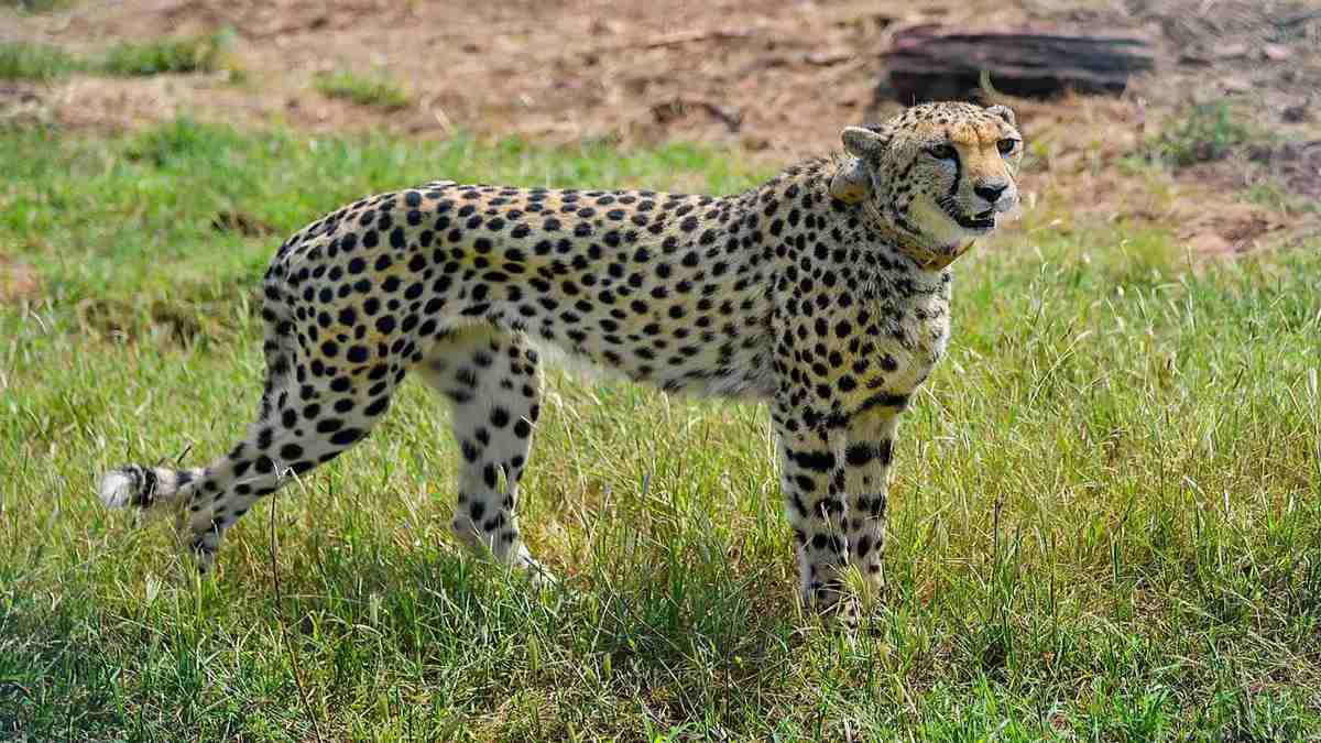 It's believed that the cheetah went extinct from India in 1947 It's believed that the cheetah went extinct from India in 1947
