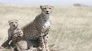 cheetah