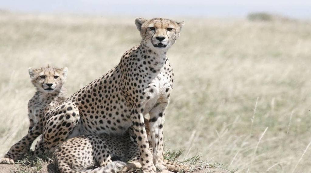 cheetah