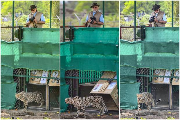 Seven decades after cheetahs died out in India, they are back. Eight big cats from Namibia made the long trek on Saturday in a chartered cargo flight to Gwalior. They moved to their new home: a sprawling Kuno National park in the heart of India where scientists hope the world’s fastest land animal will roam again. Prime Minister Narendra Modi released the cats into their enclosure on Saturday morning, which is also his 72nd birthday. Let us take a look at some of the images: