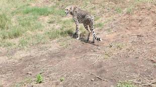 cheetahs