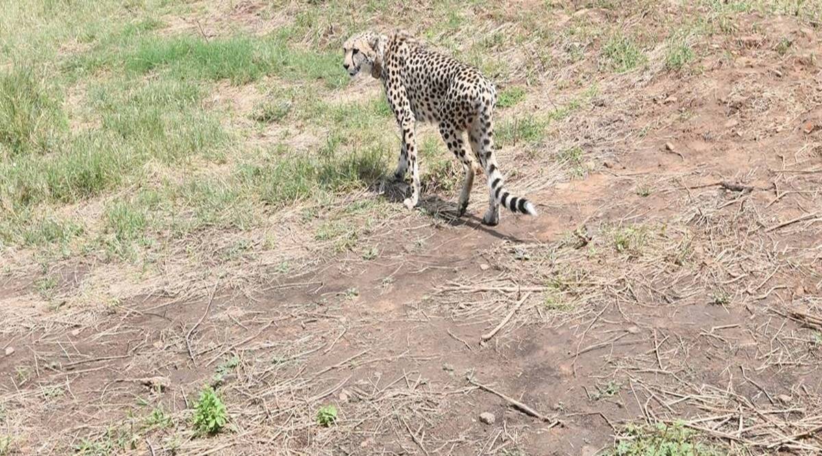 cheetahs cheetahs