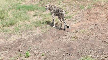cheetahs