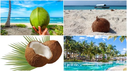 booking.com, world coconut day, Beijinhos from Brazil, Khow suey from Myanmar, Haupia from Hawaii